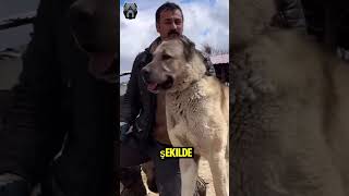 5 Kangal Vs Boz Ayı