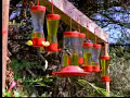 Humming birds - David Attenborough  - BBC wildlife