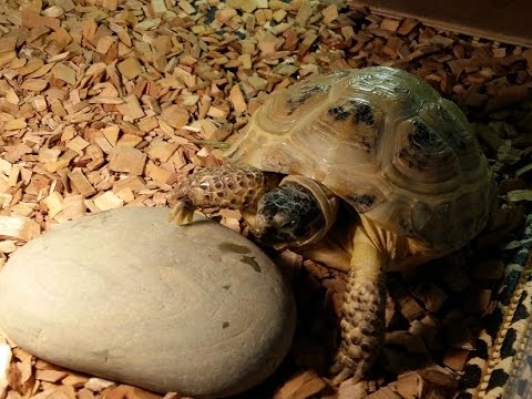 Все о уходе за сухопутной черепахе в домашних условиях Все о уходе за сухопутной черепахе в домашних условиях