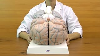 脳，2．5倍大，14分解ジャイアントモデル：動画