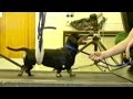 Paralysed Dog Walks Again