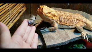 Bearded Dragon quick care guide