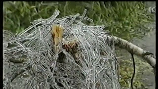 Видео Ледниковый период в Рыбнице 2000 г от Liktv1, Комсомольская улица, Рыбница, Молдавия