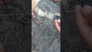 Permainan Adu Rumput