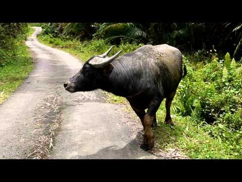 wild water buffalo.mammalia,animalia,chordata,bovidae,bovini,bubalus,bovinae,animal,