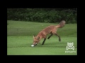 A Fox Steals A Man's Golf Ball And Has The Time Of His Life!