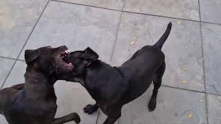 Impression Of Living With Black Fells A Couple Of Patterdale Terriers. Estacado Obscura.