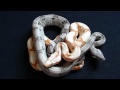 Sunglow Jungle & Anery Boa Constrictor