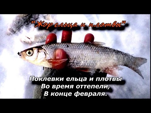 ловля плотвы в оттепель ловля плотвы в оттепель