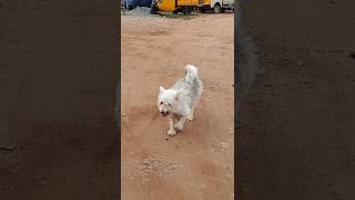 Animal Lover