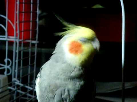 cute!! Cockatiel Singing