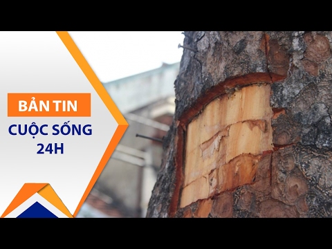 ‘Sâu xa’ vụ khoét trộm vỏ cây xà cừ | VTC