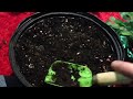 How to Propagate a Xmas cactus