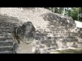 世界遺産　カラクムル遺跡　Zona Arqueologica de Calakmul