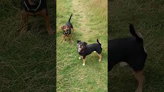 Jack Russells Terrier & Plummer Terrier Mixed Jackrussell Terrier Are Smiling