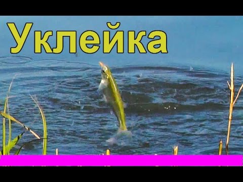 ловля уклейки весной на поплавочную ловля уклейки весной на поплавочную