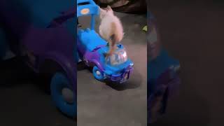 Bella Is Driving