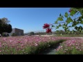 ４０万本のコスモスの花、浜名湖ガーデンパーク