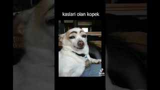 en iyi 5 köpek 🤣