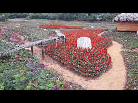 Trăm hoa khoe sắc trong khu vui chơi giải trí Thung lũng hoa Hồ Tây. Hà Nội