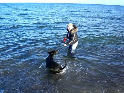Wenn der Hund nicht ins Wasser will, zweiter Versuch. Am 07.11.2010