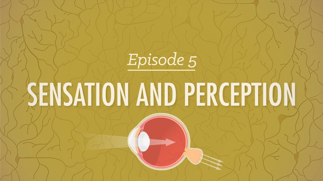 Examples Of Sensation And Perception