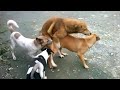 Dog Mating - Who's gonna stucked 3 male-1 female