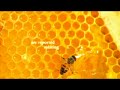 Burt's Bees Colony Collapse Disorder (CCD), Honey Bees Dying