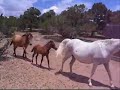 Mother Mare And Babysitter Mare Keep Geldings Away From Colt images Mother Mare And Babysitter Mare Keep Geldings Away From Colt