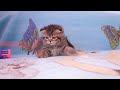 Video Плюшевые котята продажа питомник Файна Киця