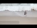 Video Canon 5D mark III + Sigma 150-500mm F5-6.3 APO DG OS HSM.mp4