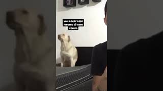 Cachorro Dançando Kkkk