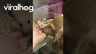 Hamster Shares Snacks With Dog || Viralhog