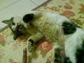 Pak Gebu Senget images Pak Gebu Senget