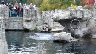 Vorschaubild Besuch Im Katzendschungel