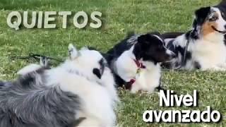 Quieto nivel avanzados