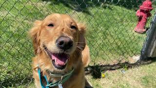 The K-9 Adventures Of Scout And Gohan