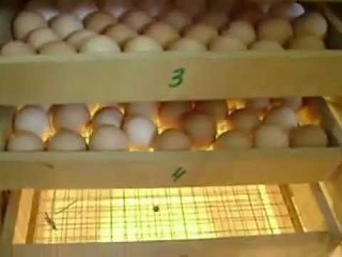 Watch Інкубатор з холодильника...