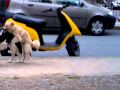 cani che si accoppiano