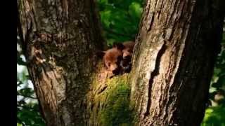 Watch Kirsty Hawkshaw Nature