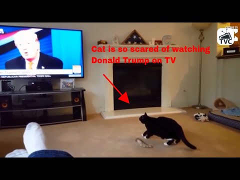Scared Cats Videos Compilation 2019 - Funny scared Cats