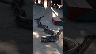 সপ