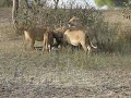 Lions Feeding on Fresh Zebra Kill (1)