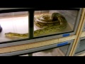 November 2012 Retic Room Walkthrough!!