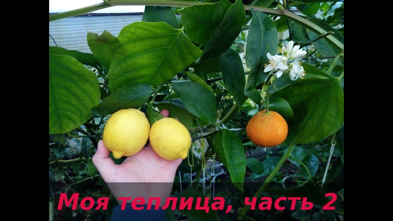 Выращивание грейпфрут в теплице 79