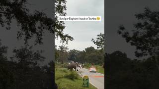 Bandipur Elephant Attack On Tourists Shocking Wildlife Encounter In Karnataka