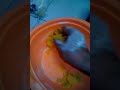image Cara2 Membuat Umpan Tepung
