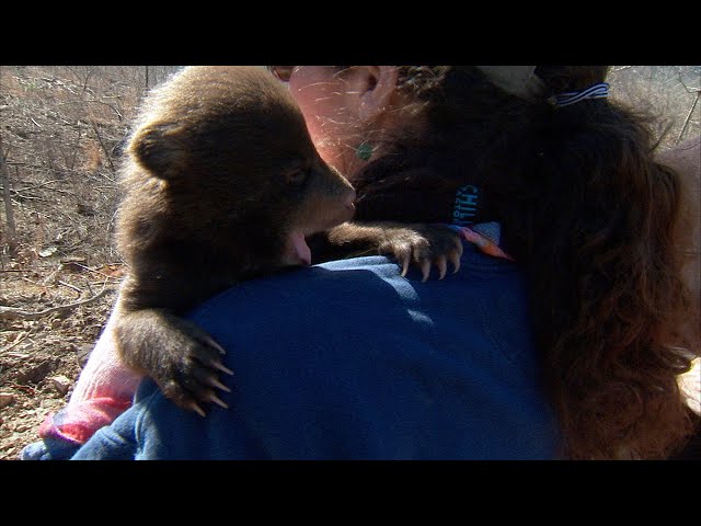 Watch Oklahoma Governor and Bear Research on YouTube.