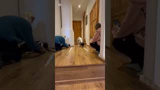 Yogurt Challenge