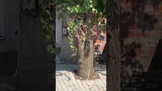Burası Onların Yuvası, Biz Ise Misafir